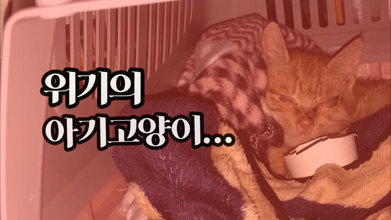 3일간의 아기고양이 구조 (감기/코피/결막염)