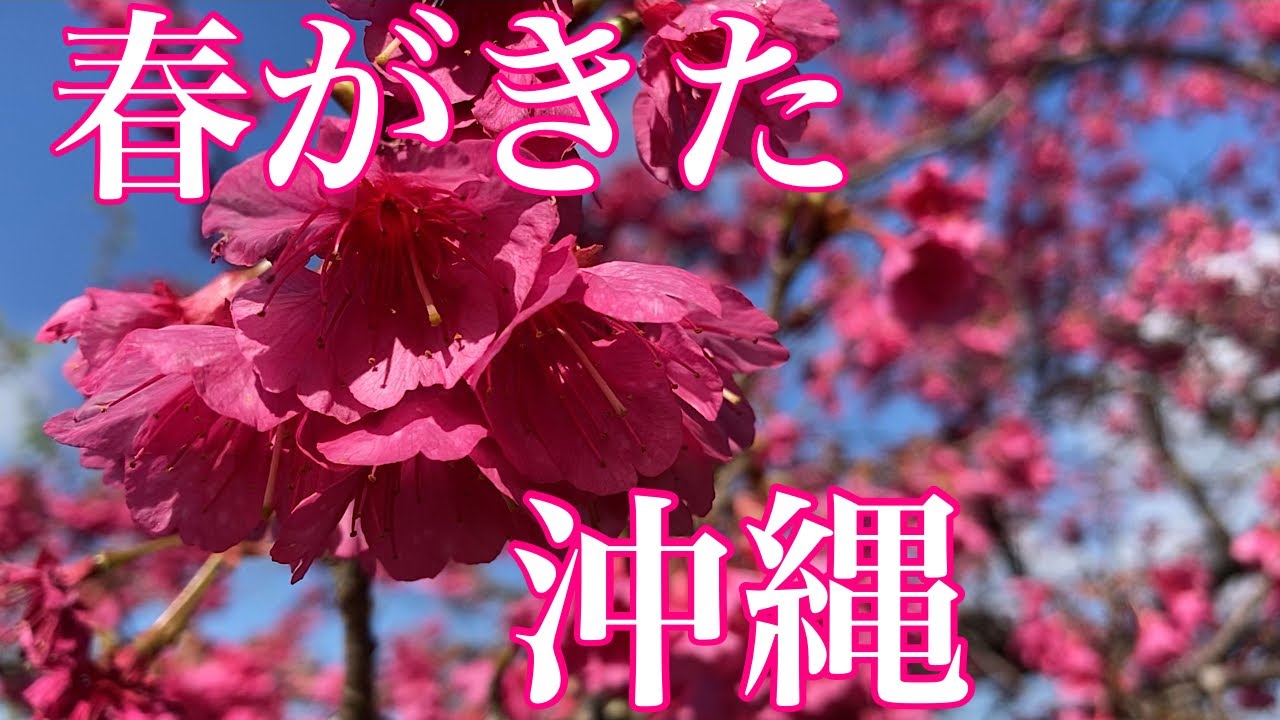 沖縄にもう春がやってきた／緋寒桜とコスモス畑／八重岳の桜・今帰仁城趾の桜・読谷村のコスモス