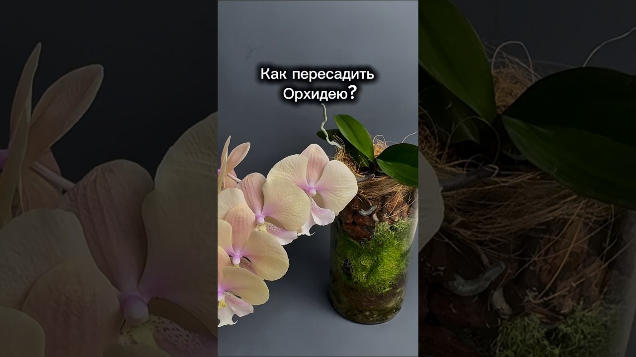 How to transplant an orchid into a glass vase? #orchidinvase #orchidrepotting #orchidcare #plants