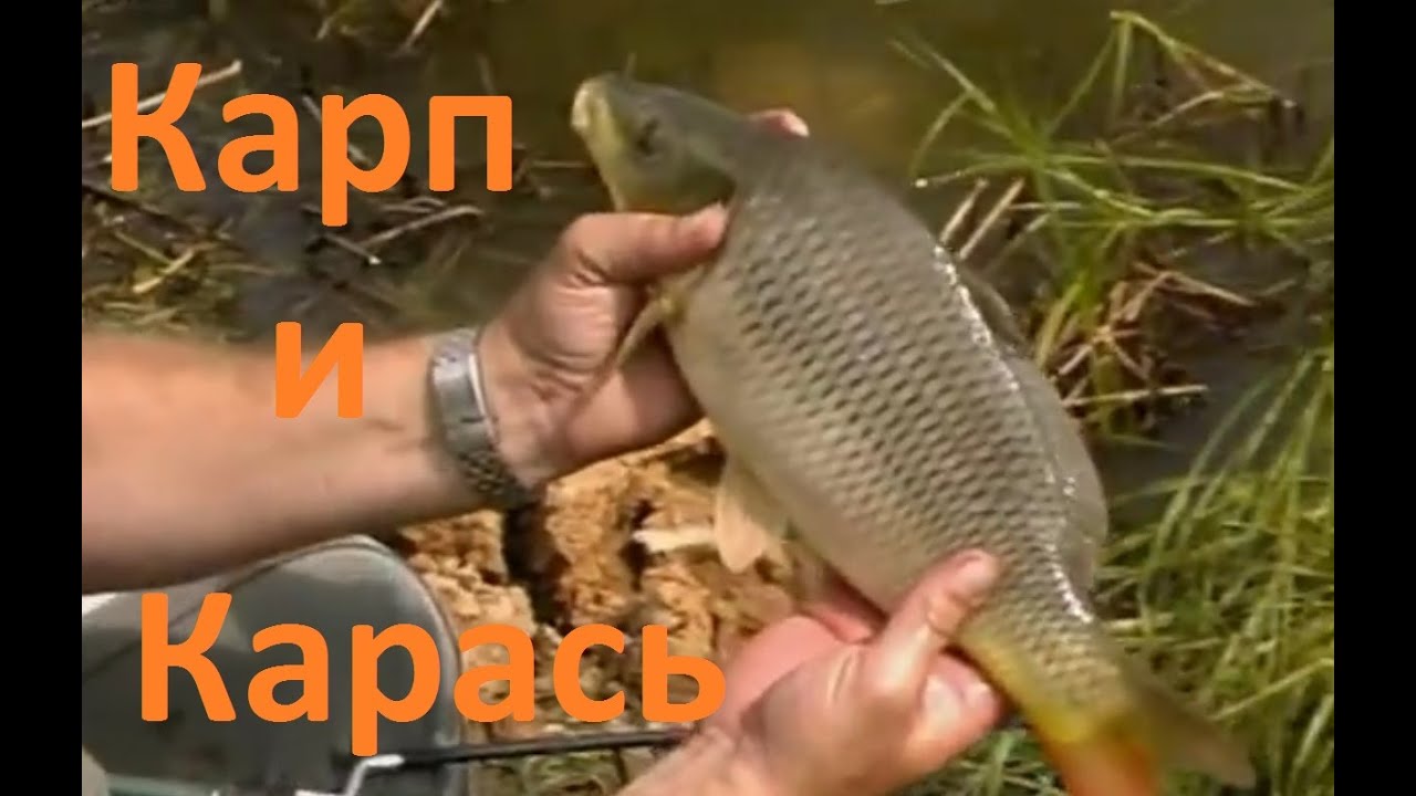 Диалоги о рыбалке - 2-  Карп  Карась