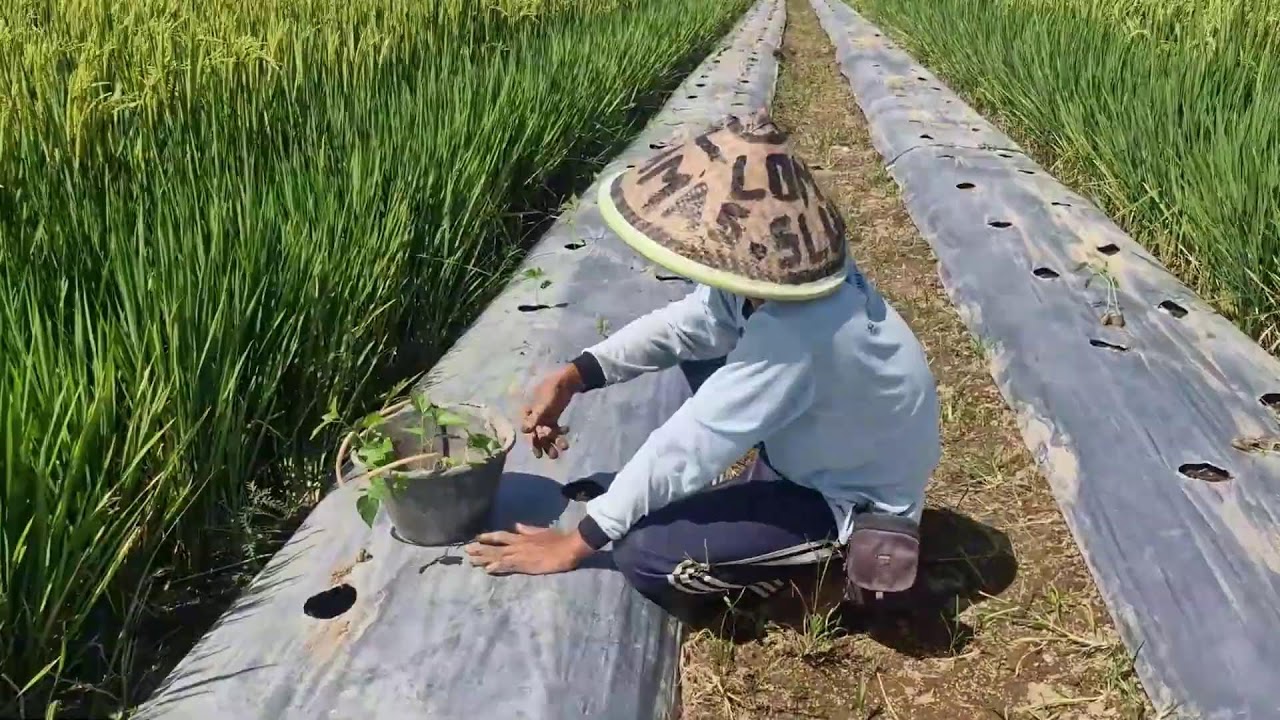SMART FARMERS PLANT CURLY CHILI SEEDLINGS ON RAISED MULCH BEDS MANUALLY! -agriculture farming