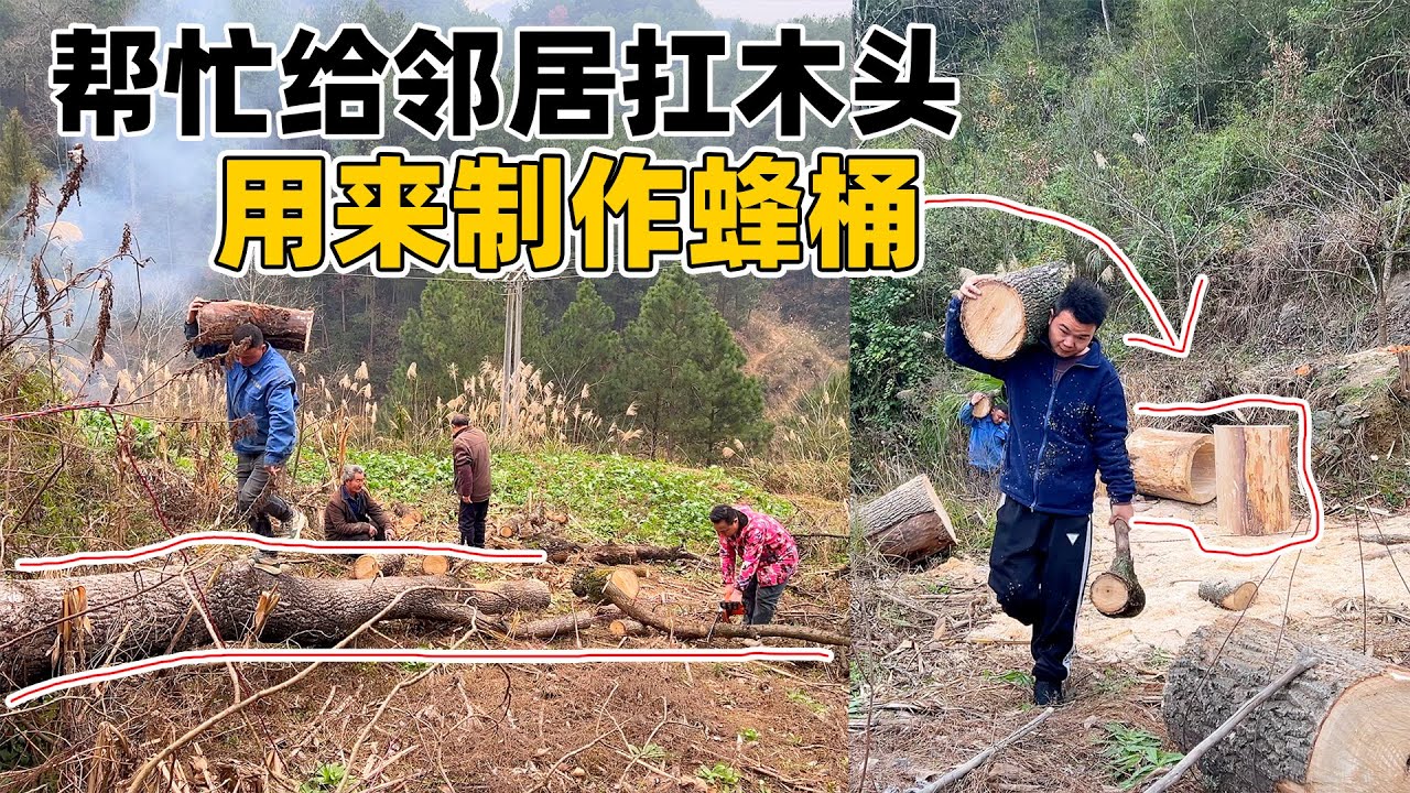 姨妈家的树被风吹倒，村里的青壮年都来帮忙，根部用来制作蜂窝自己养蜂，家养的蜂蜜比买的更好