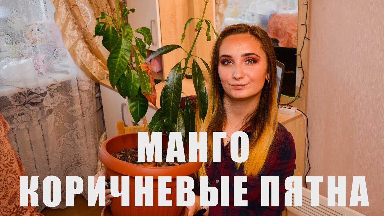 Коричневые Пятна На Листьях Манго. Что Делать ?