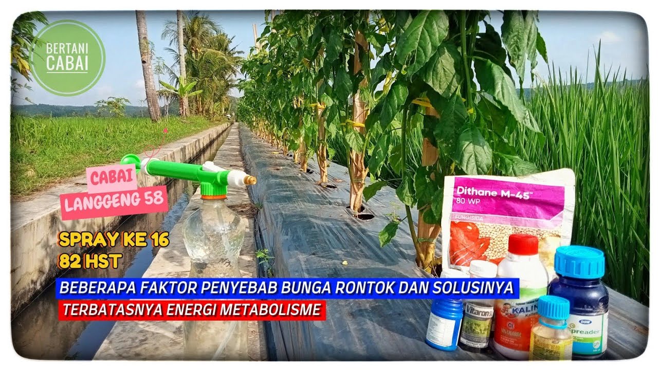 BERTANI CABAI LANGGENG 58 PART II |82 HST| SPRAY KE 16