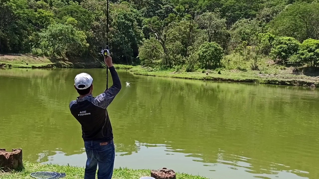 Pesqueiro do China - Muitas til&aacute;pias e matrinx&atilde;