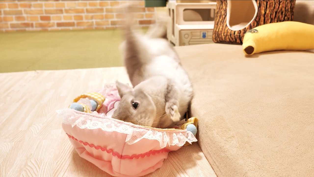 いつものことだと余裕で見てたら想像をはるかに超える展開を見せてくるうちのウサギさん
