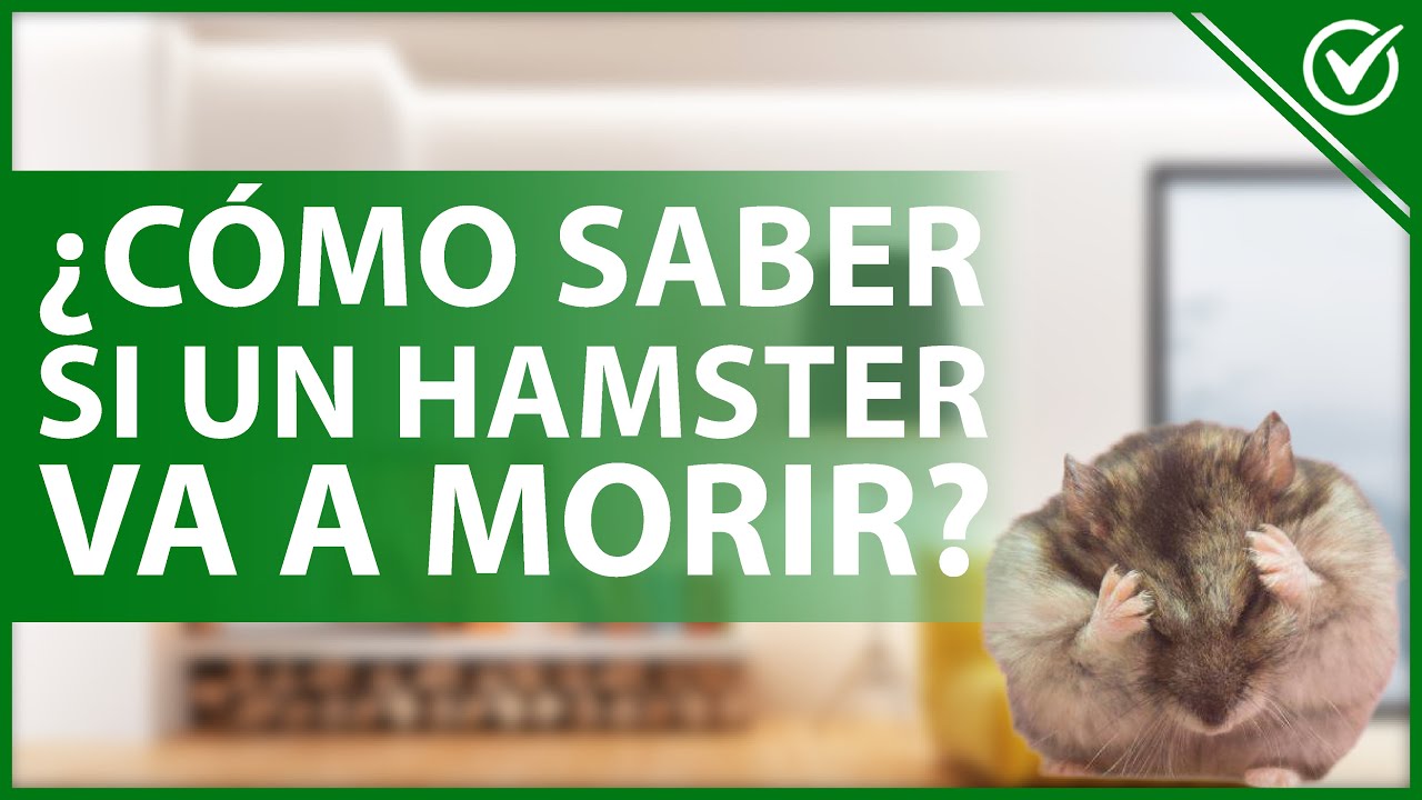 🐹 ¿Cómo saber si un HÁMSTER va a MORIR? - Todos los síntomas y qué hacer ☠️🐹