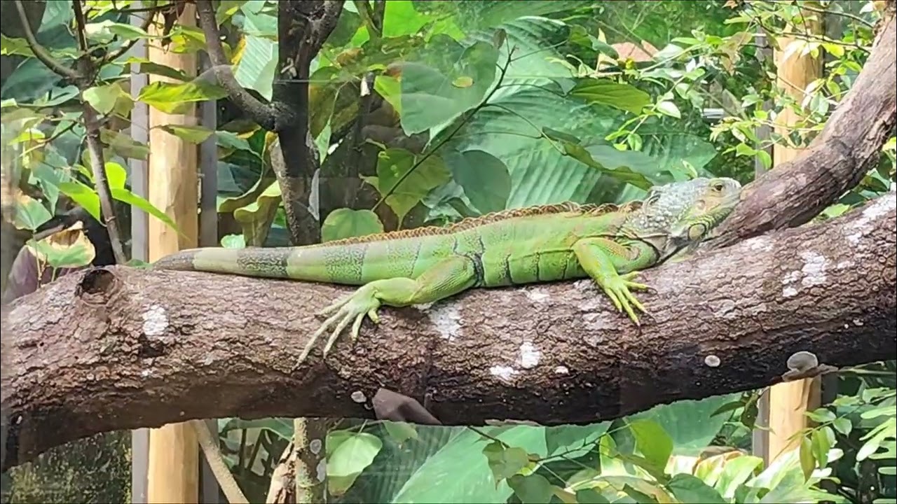 ZOOLÓGICO PARQUE DOIS IRMÃOS (RECIFE - PE)