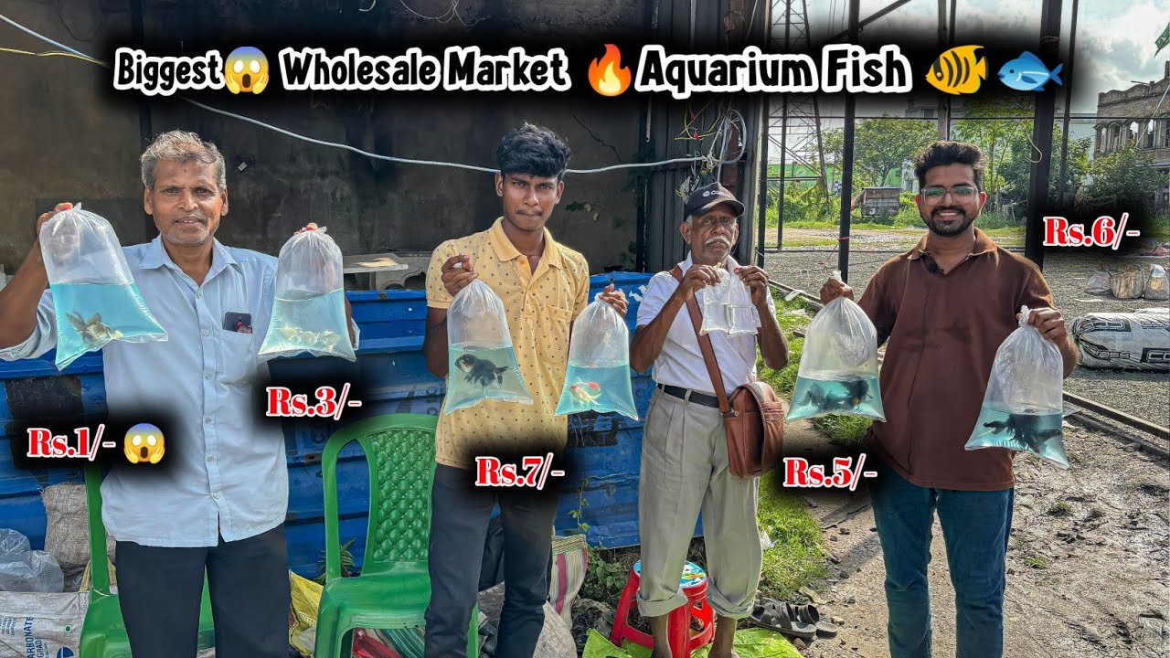Ankurhati Fish Pet Market | Aquarium Fish Price Update | Ankurhati Howrah Fish Market | Pet Market