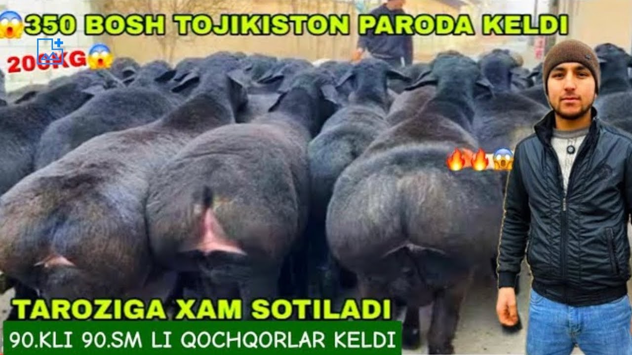 3.300 ming DAN  BUNAQASI BOLMAGAN.  😱😱🔥 150 BOSH XISORILAR KELDI.
