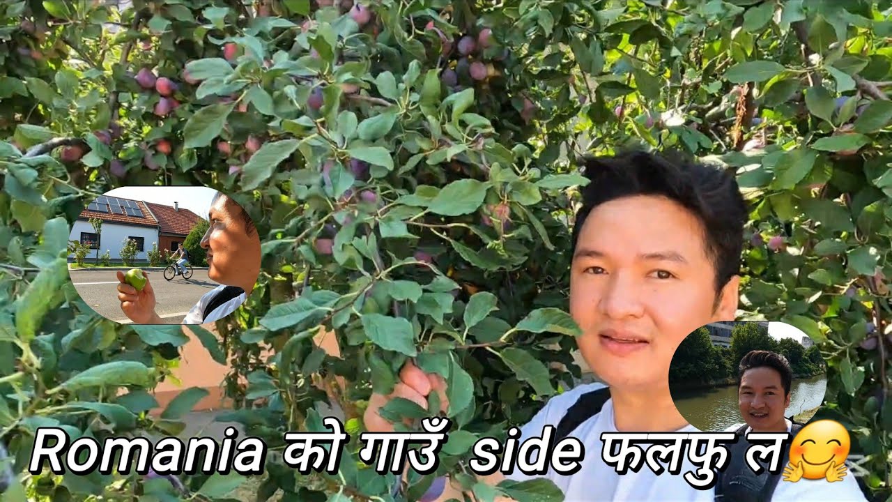 Romania, Village , fruits behind the rode / free मा खादै मजाले खादै🤗 / Raj lama07