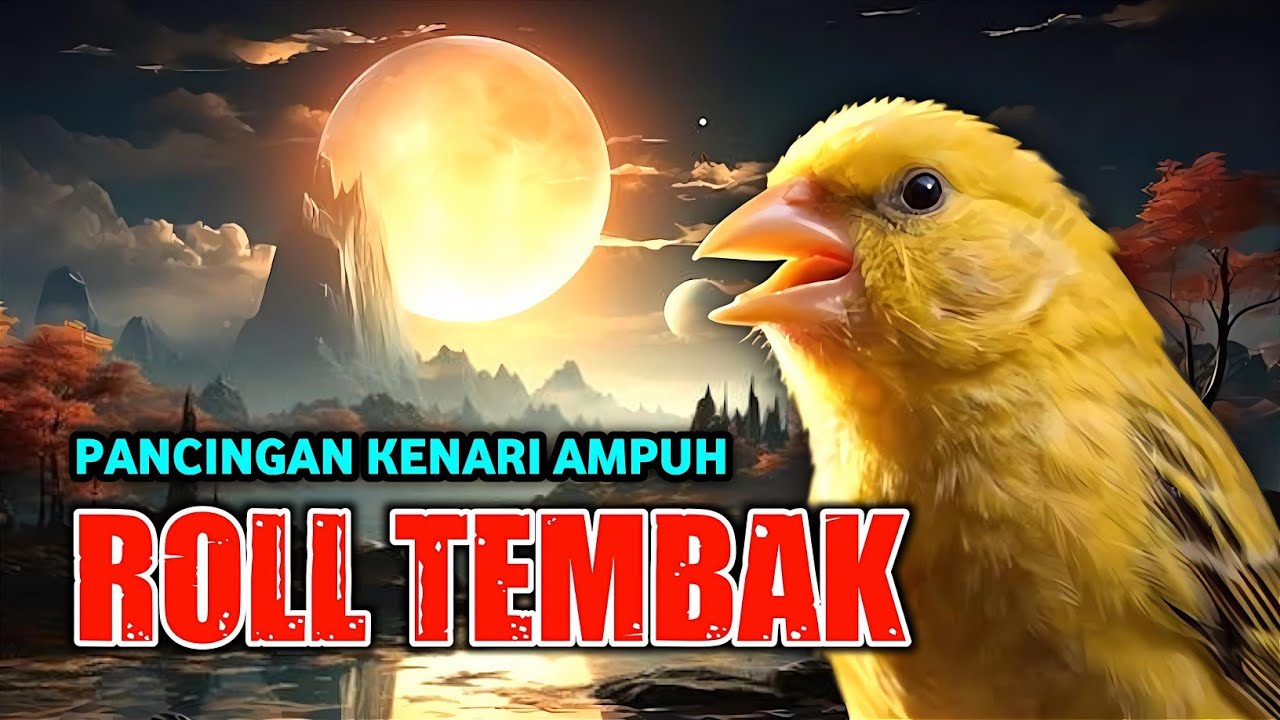 KENARI GACOR PANJANG NGEREK ROL RAPAT CUIT CUIT AMPUH UTK PANCINGAN KENARI PAUD BELAJAR BUNYI