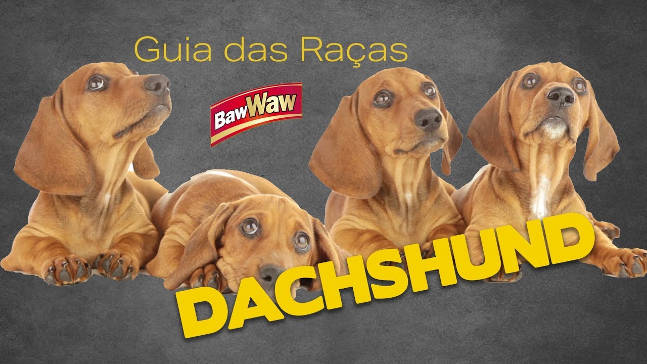 Dachshund ou Basset: tudo sobre a raça 