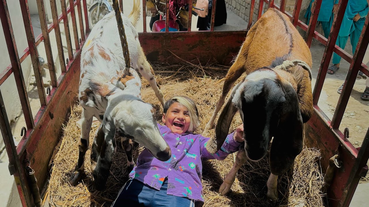 Finally ALHAMDULILLAH qurbani k leye 2 bakry le leye😱 || Bakra Ali pr char gaya 😭