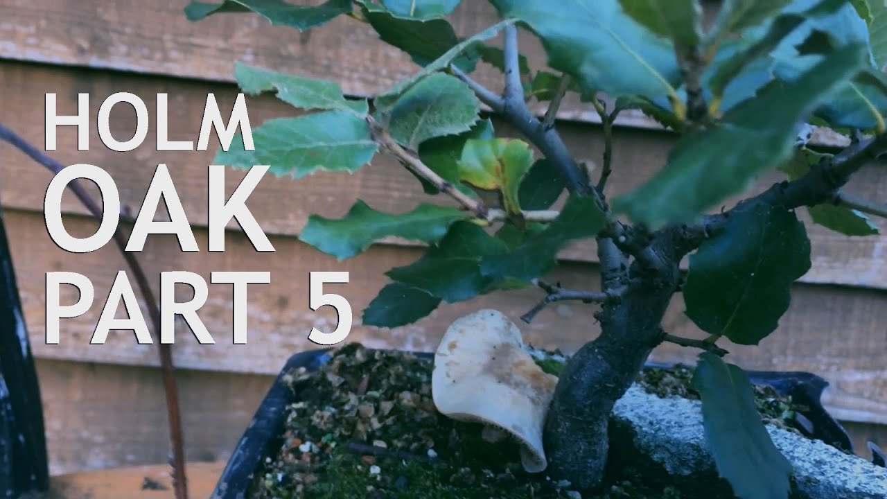 Holm Oak bonsai from seed. 5