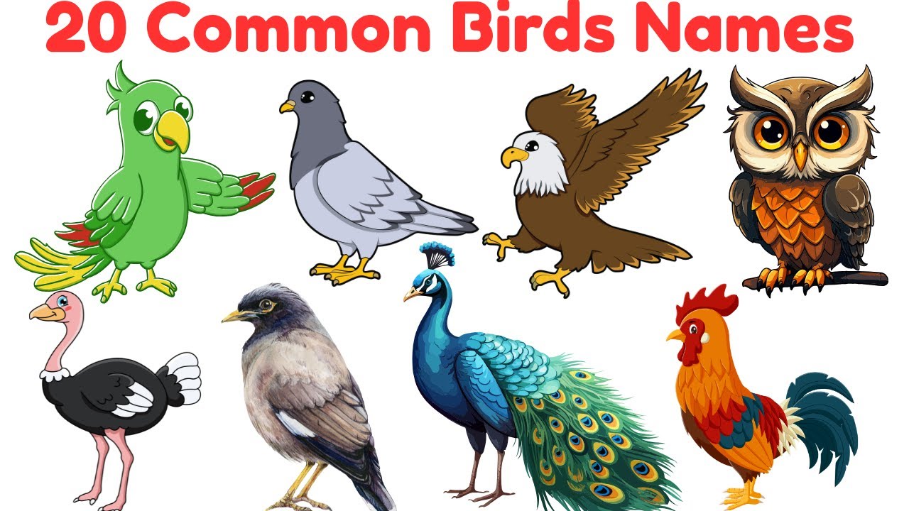 20 Common Birds Vocabulary Names in English with Pictures | Learn Bird Names for Kids
