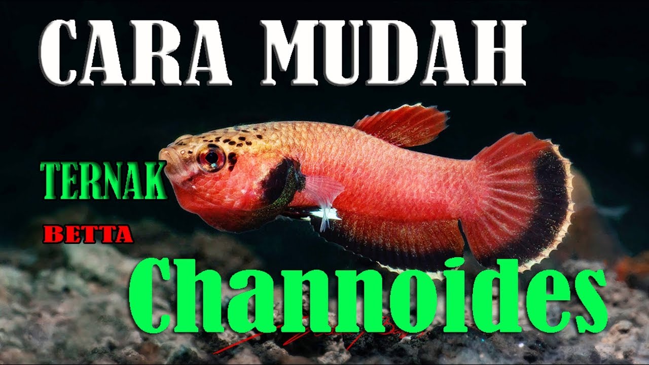 Budidaya Betta Channoides  Mudah