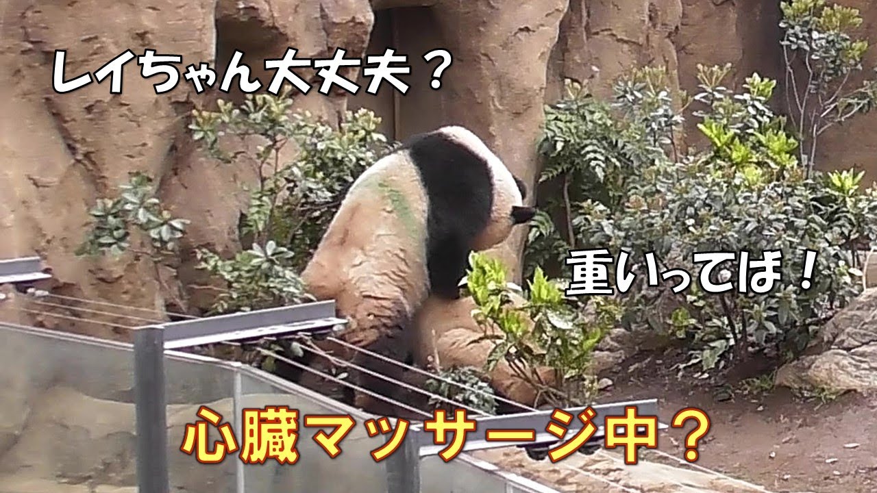 4/5シャオシャオ一生懸命に心臓マッサージ？！レイレイはかなり迷惑そう…giantpanda @tokyo 上野動物園