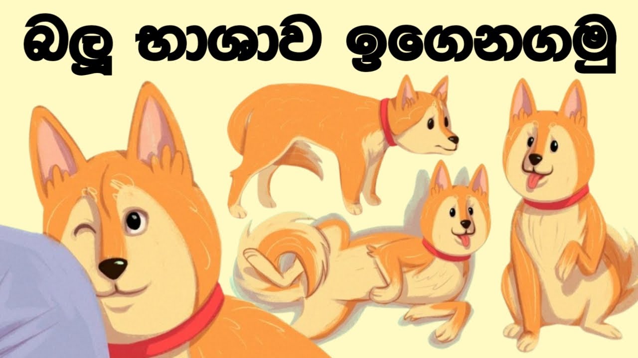 ඔයාගේ බලු යාලුවා එයාගේ හැගීම් ඔයාට කියන ක්‍රම 16ක් l DOG LOVER කෙනෙක් නම් ඔයා මේක බලන්නම ඕනී