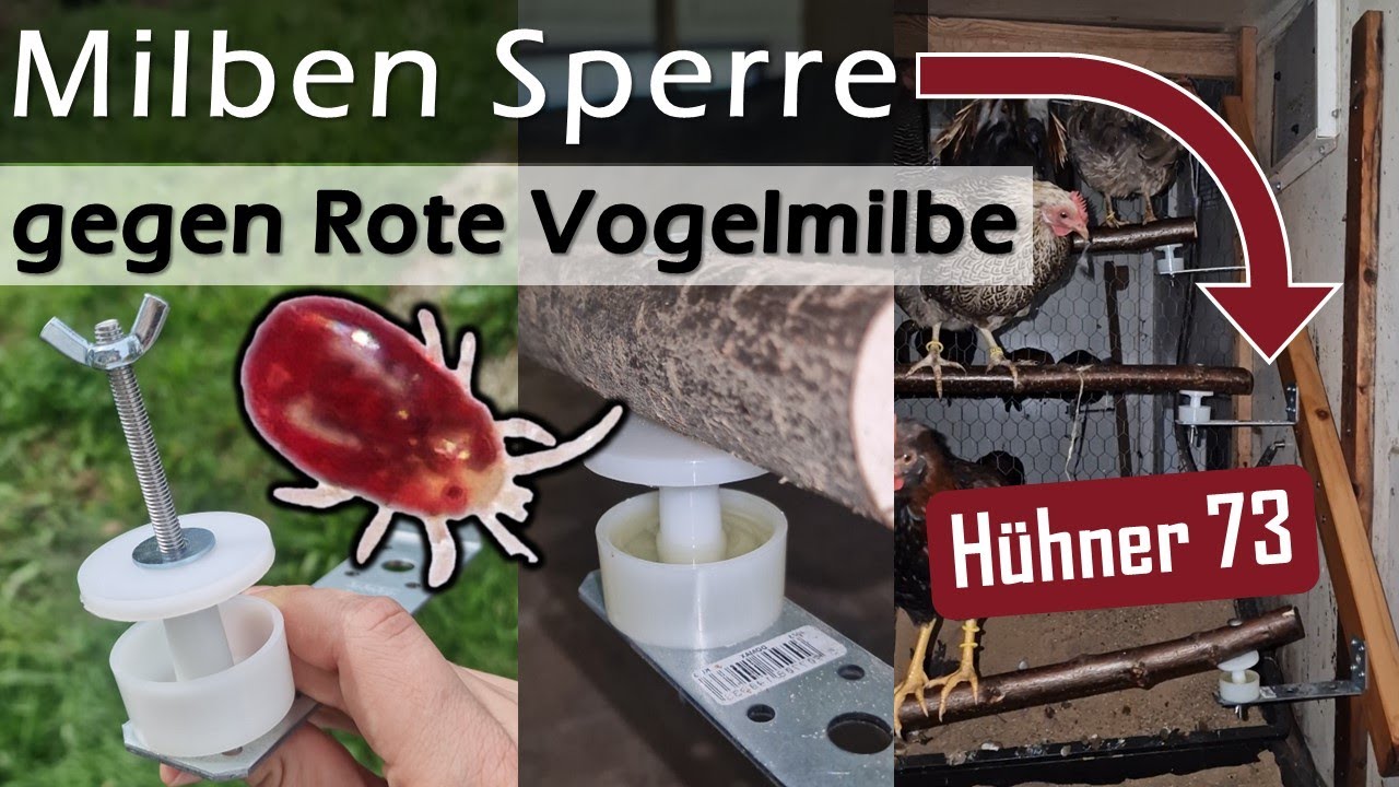 🧐 Was tun gegen Rote Vogelmilben im #Hühnerstall 🪛 Milbenfalle & Öl an Sitzstangen 🖌️ #Hühner 73