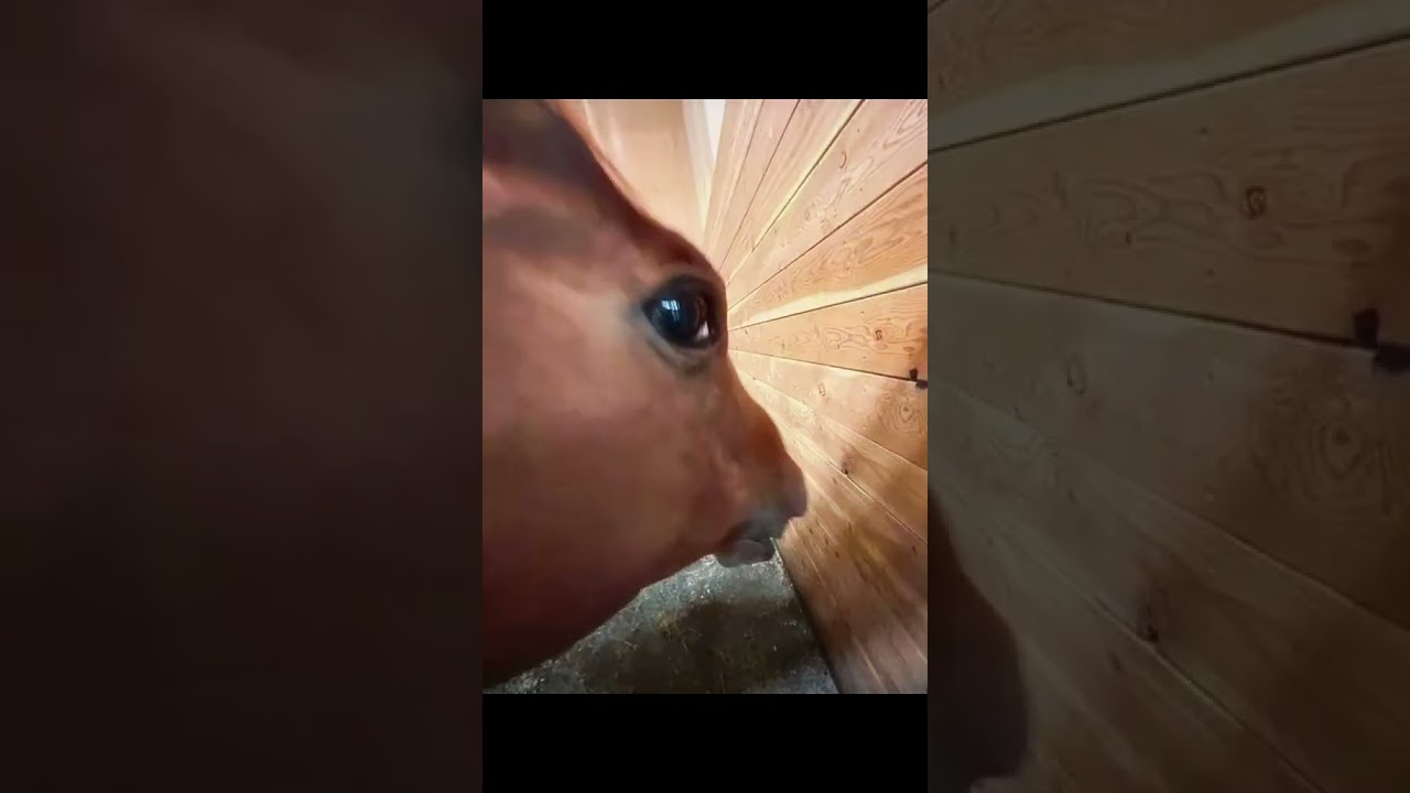 Неудача или нуб? #cs2 #counterstrike2 #кс2 #ксгоприколы #мираж #мид #mirage #mid #funnycs2