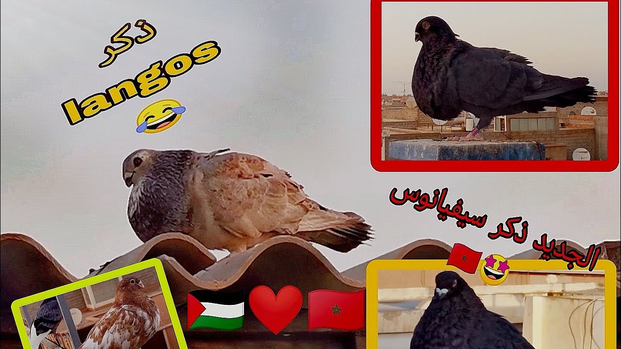 ذكر جديد langos 😂 الجديد في الحمام السيفيانوس المغربي الأصيل ذكر جديد الاسود ❤️