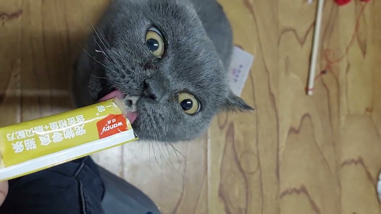 A Rescued Cat Enjoying a Delicious Treat | 一只获救的小猫正在享用美味的零食