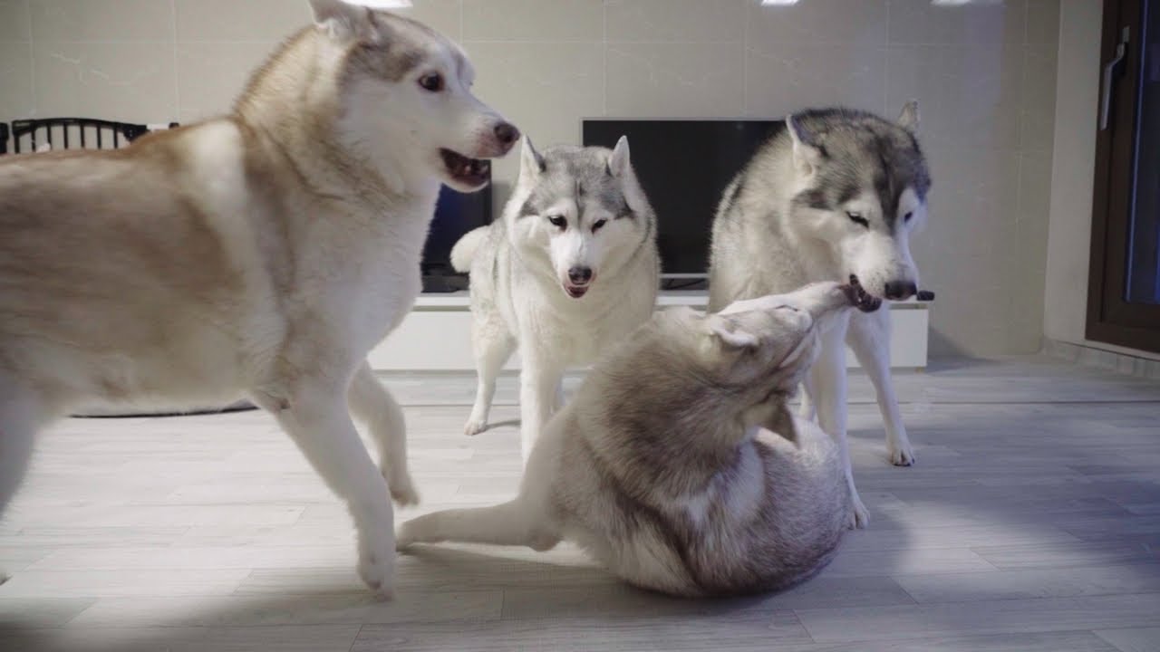 허스키들 집에선 이러고 놀아요