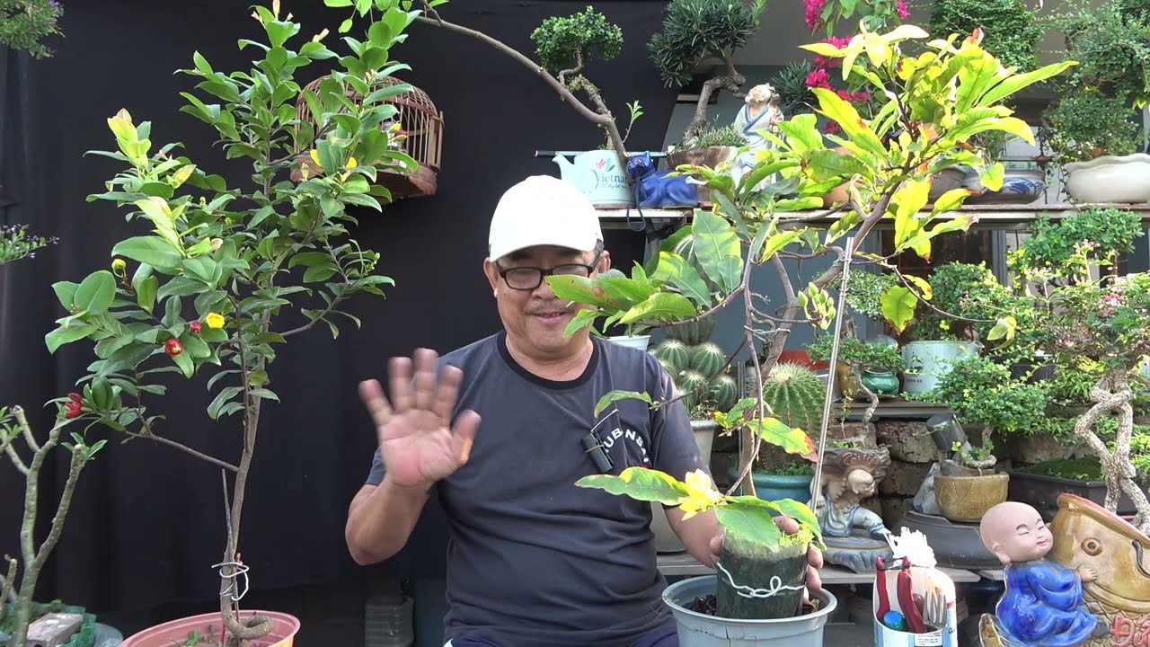 Цветение сливы в течение всех четырех сезонов — что вам известно об удивительных характеристиках ...