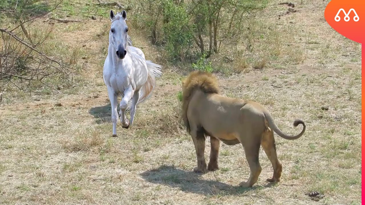 КОГДА СУКУРИ ВХОДЯТ В РЕКУ ЖАКАРЕ
