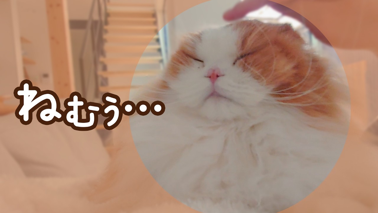 眠るまでふみふみしてくれる猫の優しさが反則すぎた
