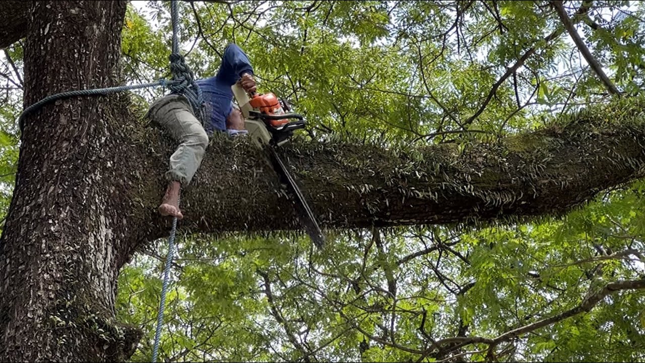 It's quite difficult... Cut down a tall tree beside the river.