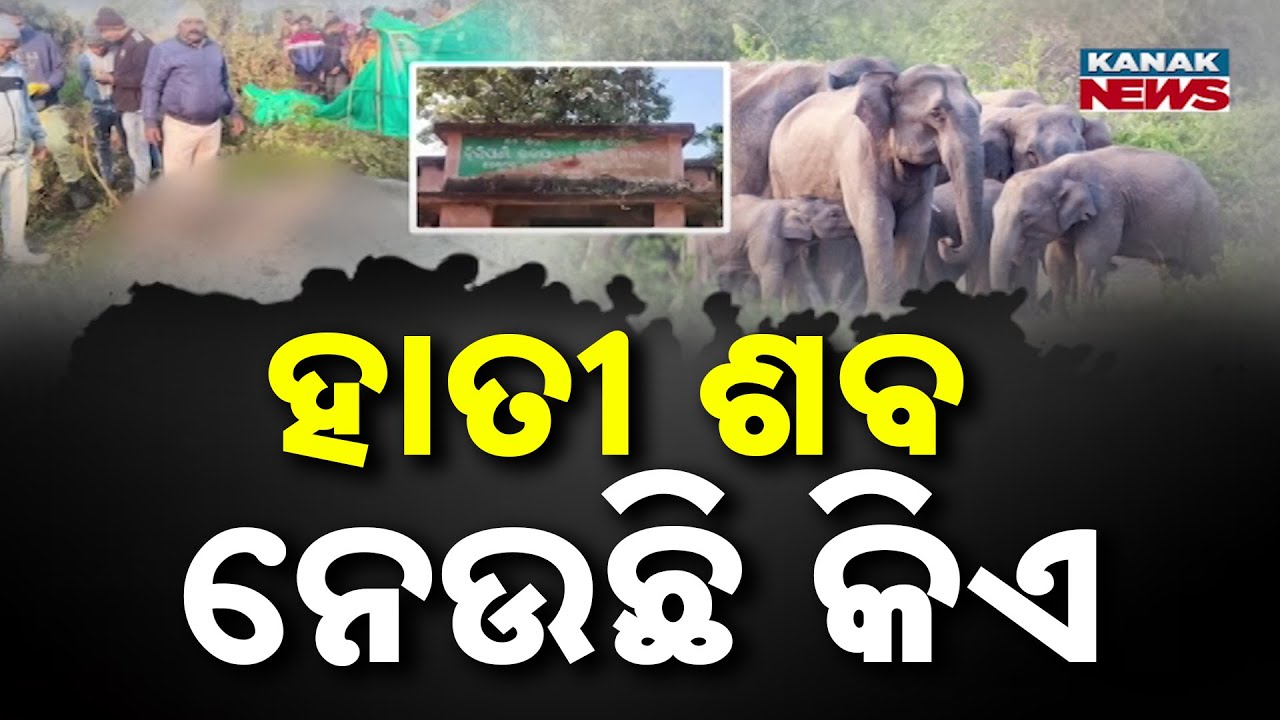 Elephant Deaths Rising in Odisha | Alleged Cover-Up in Kandhamal Raises Serious Questions