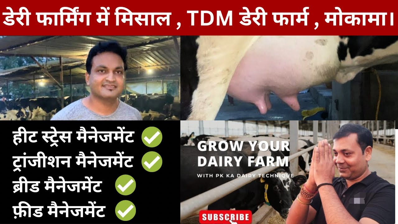 चुनौती | मैनेजमेंट | सफलता - भीषण गर्मी में भी सफल dairy farming 🔥@Pkdairytechnique | #mokama