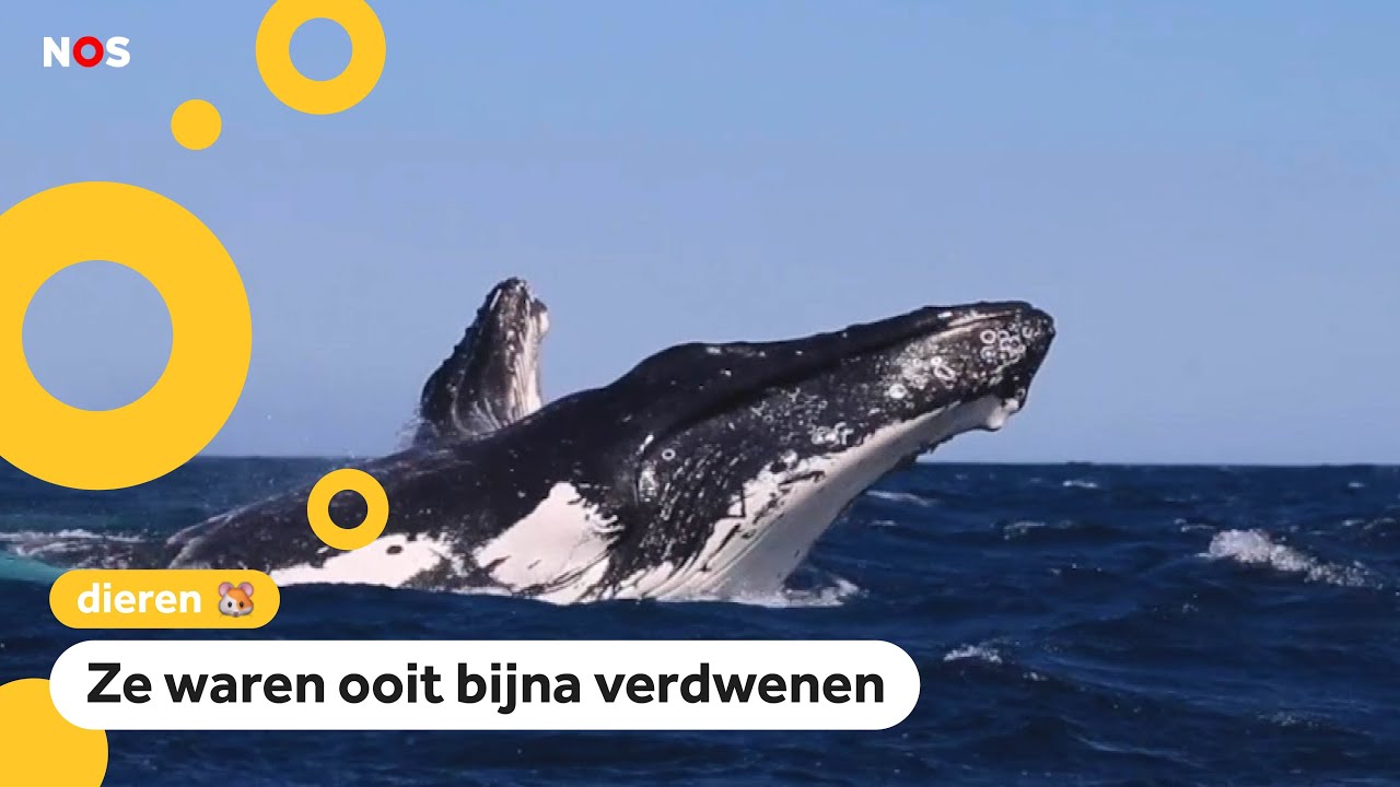 Waarom deze walvissen een soort superhelden zijn