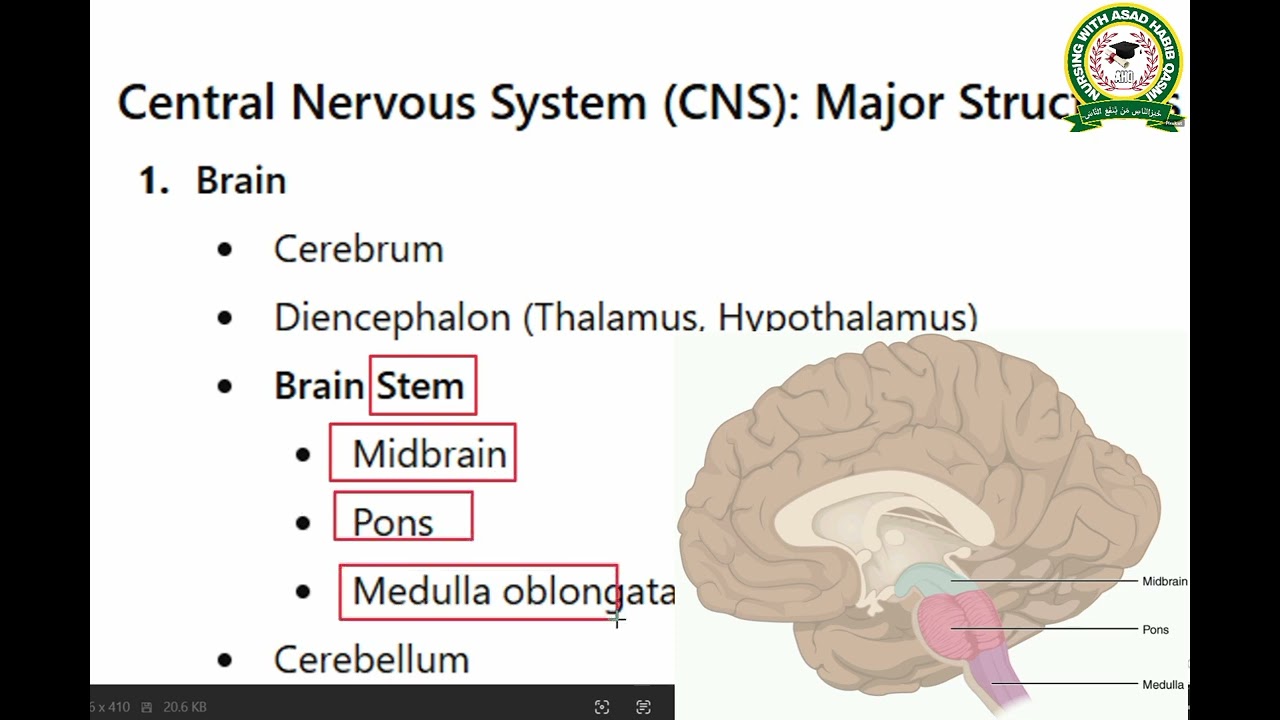 Nervous Centre in brain of Respiratory System 