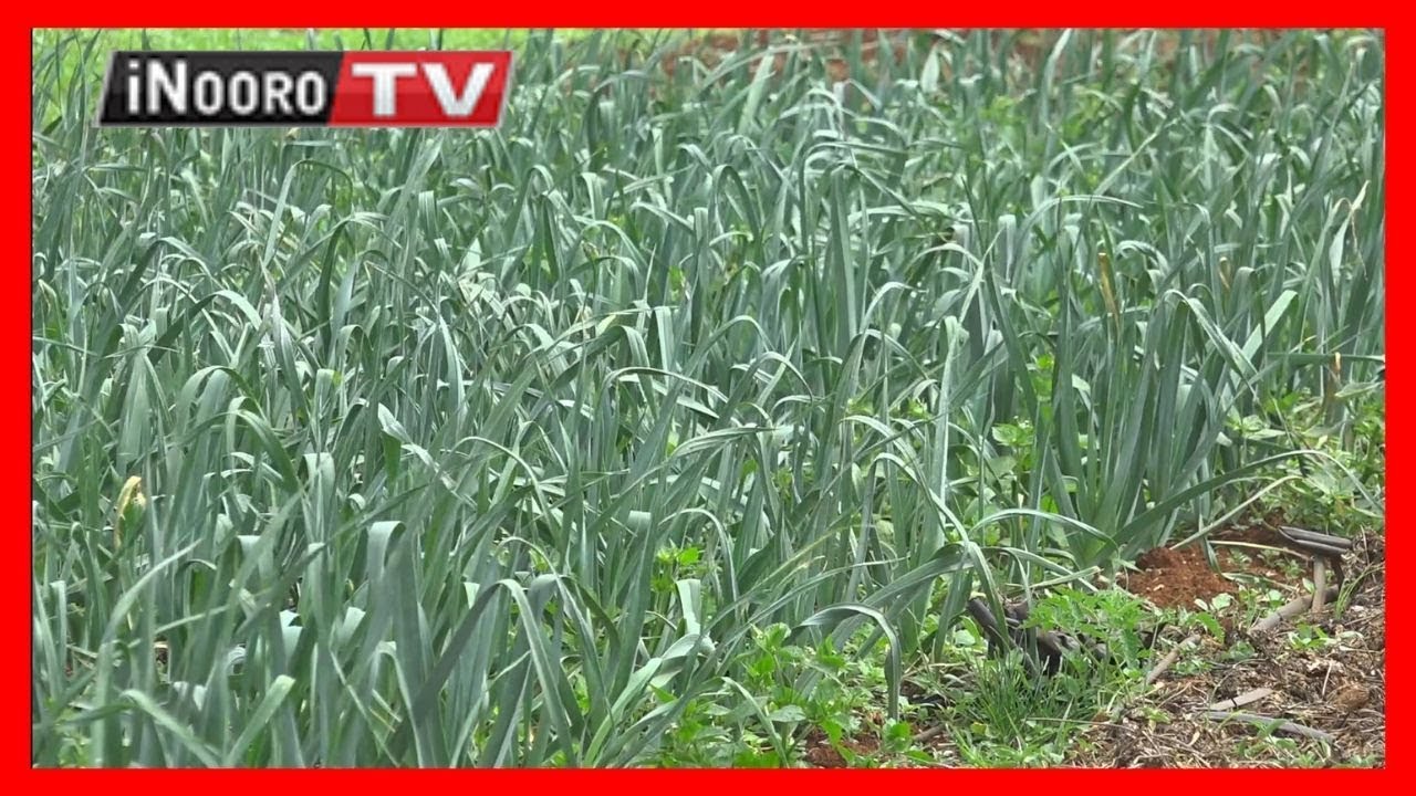 Githomo kia urimi wa 'horticulture':MUGAMBO WA MURIMI (part 1)