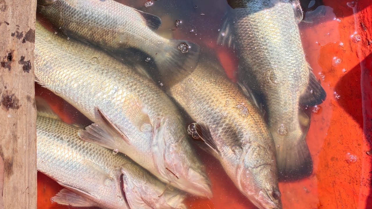 mancing kakap di spot viral bogorame