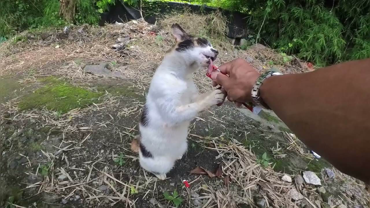 Kucing gembul yang berkumis ini bikin ketagihan nyuapin dia ☺