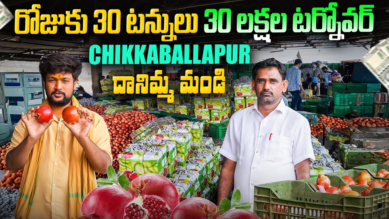 దానిమ్మ వ్యాపారం ఎలా జరుగుతుంది? || రైతులకు నిజంగా ఎంత లాభం? మార్కెట్ లో రియాలిటీ చెక్
