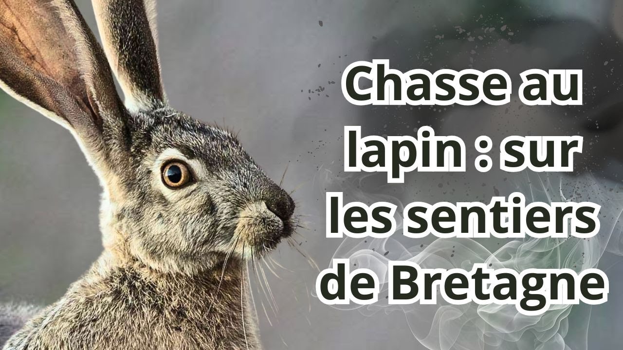 BRETAGNE TERRE DE LAPIN