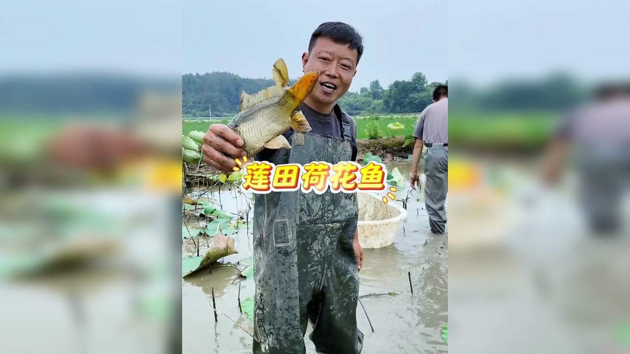 华子花700元承包乡下2口莲田抓荷花鱼，大叔的做法很暖心