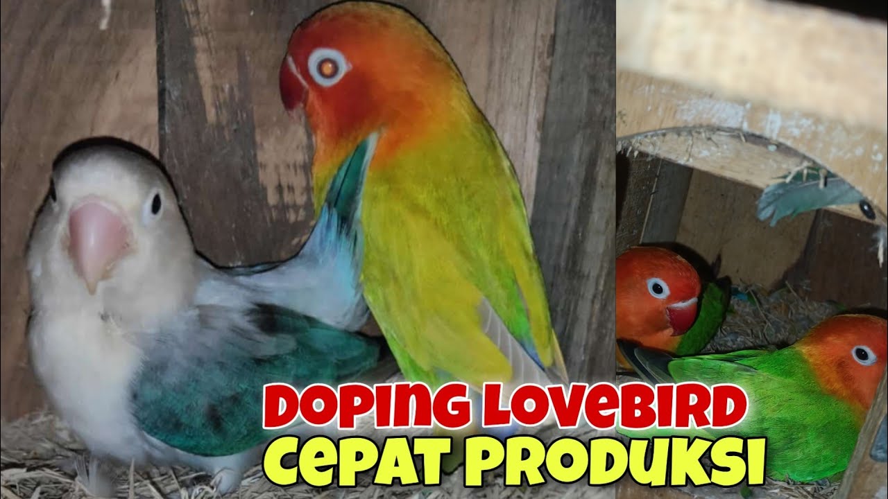 Perawatan Lovebird Cepat Kawin
