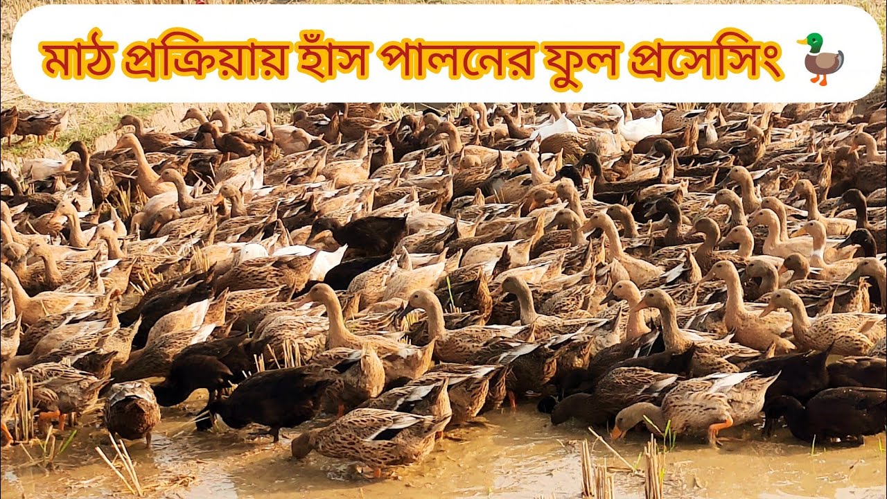 হাঁস পালনে এ প্রক্রিয়াটি অবলম্বন করতে পারেন 🦆
