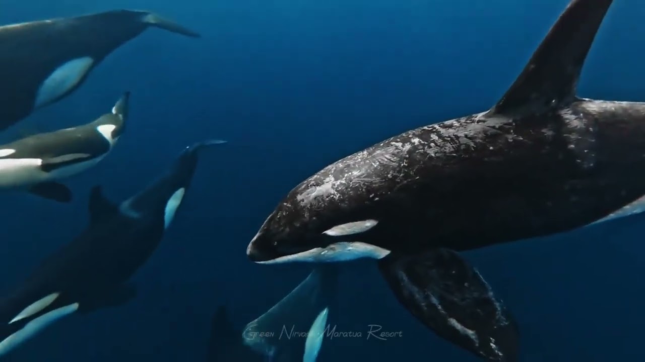 Malatu Island Indonesia How fortunate to meet killer whales in the sea.#greennirvanaresort