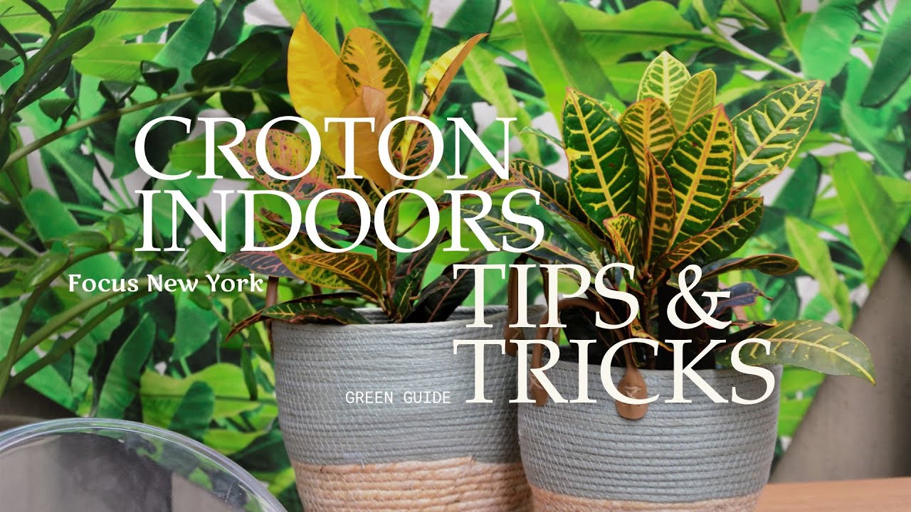 How to Care for Croton Indoors | Proven Tips for Vibrant, Healthy Leaves