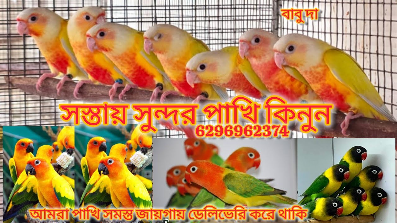 খুব কম দামে পাখি কিনুন আর প্রিয়জনকে দিন, লাভ বার্ডস,,ও পাইনাপেল কনুর যোগাযোগ বাবু দা ফোন 6296962374