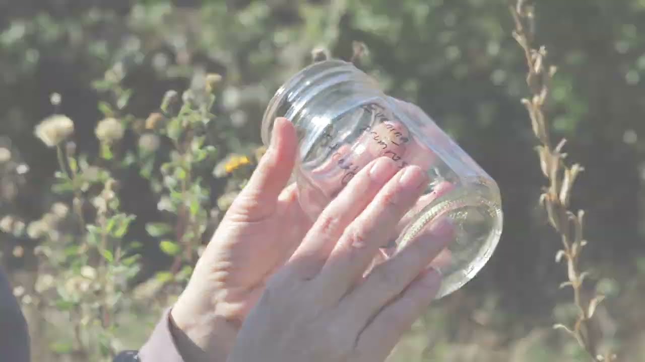 Collecting Seeds From Your Wildflower Garden