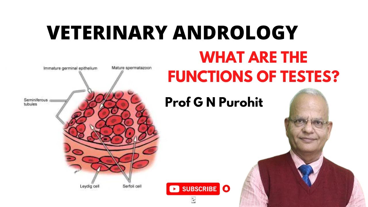 Veterinary Andrology I Male Reproductive organs- Testes I Bull I Stallion I VGO Unit 3 I GNP Sir