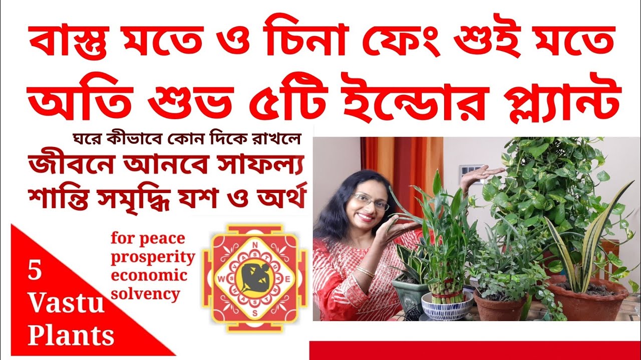 5 Vastu indoor & lucky plants for money, peace & prosperity(in Bengali)বাস্তুসম্মত ইন্ডোরপ্ল্যান্ট.